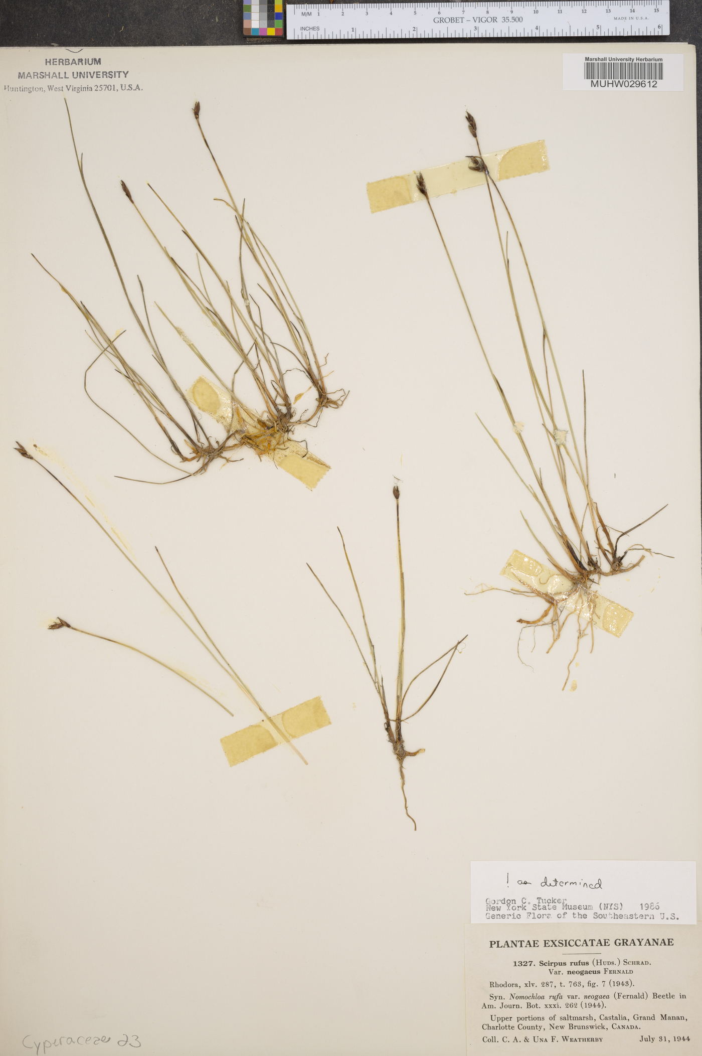 Scirpus rufus var. neogaeus image